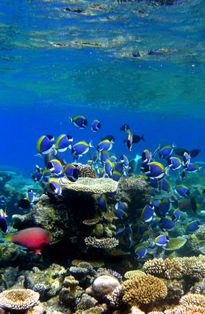 East Coast Dive Sites