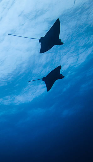 South Coast Diving